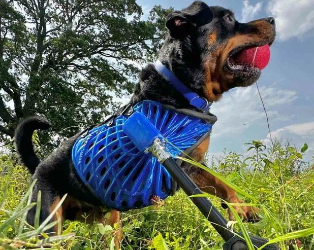 LiDAR в iPhone 14 Pro помогает создавать протезы для собак